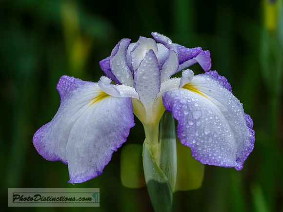 FLOWERS-21