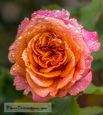 FLOWERS-22