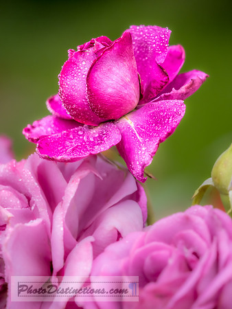 FLOWERS-23