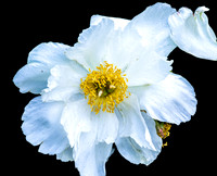 FLOWERS-20
