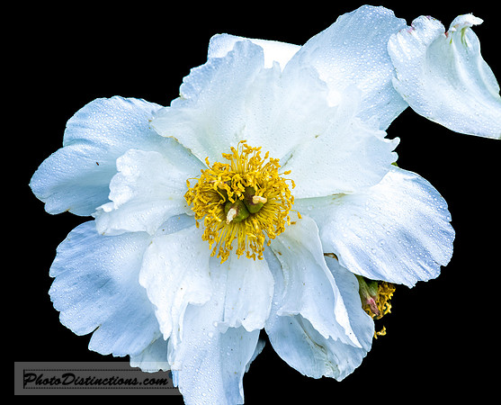 FLOWERS-20