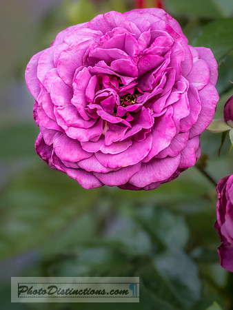 FLOWERS-24