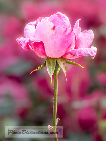 FLOWERS-26