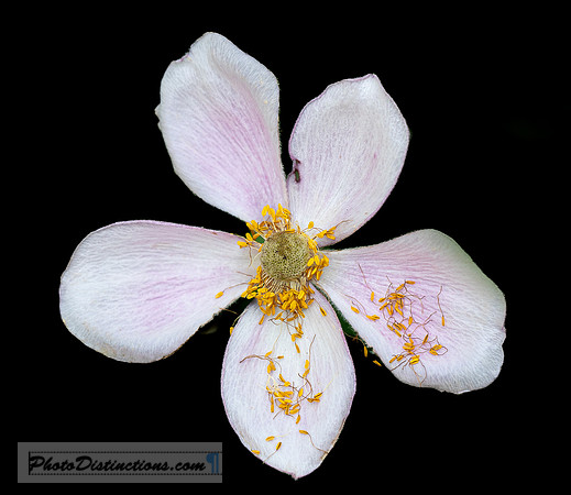 FLOWERS-28