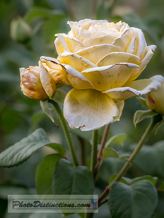 FLOWERS-27