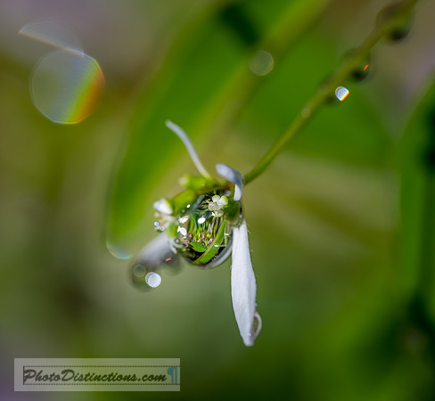FLOWERS-30