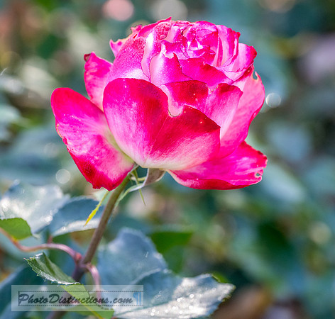 FLOWERS-31