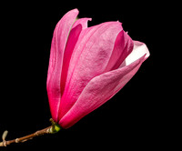 FLOWERS-7