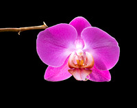 FLOWERS-14