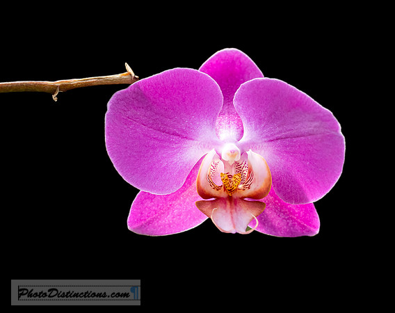FLOWERS-14