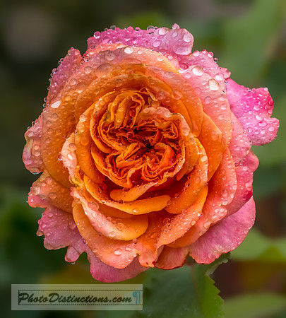 FLOWERS-32