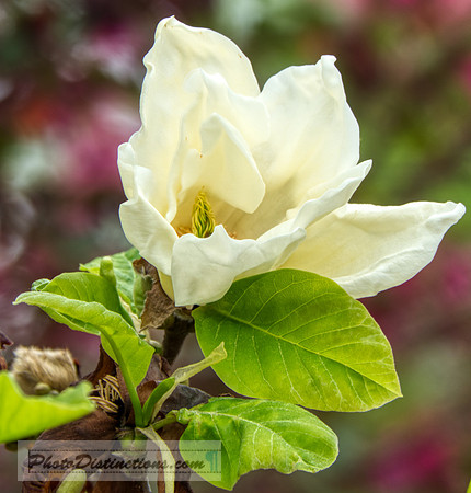 FLOWERS-35