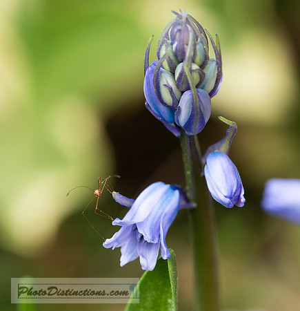 FLOWERS-36