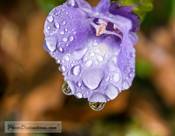 FLOWERS-29