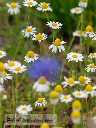 FLOWERS-37