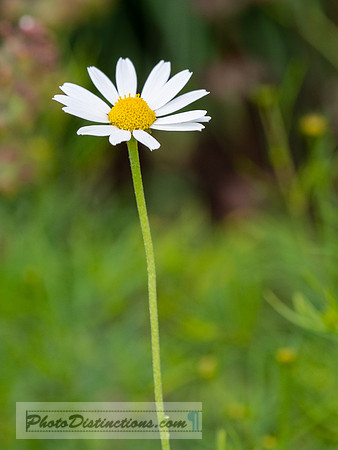 FLOWERS-39