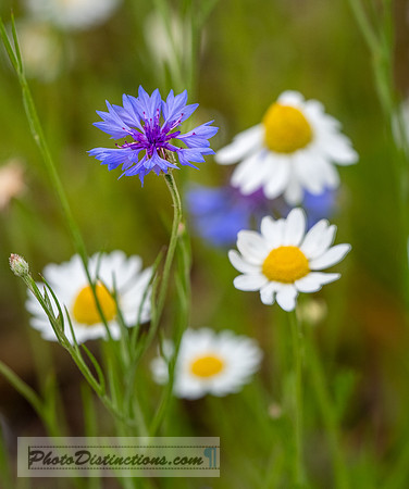 FLOWERS-40