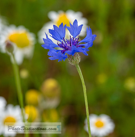 FLOWERS-41
