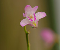 FLOWERS-11