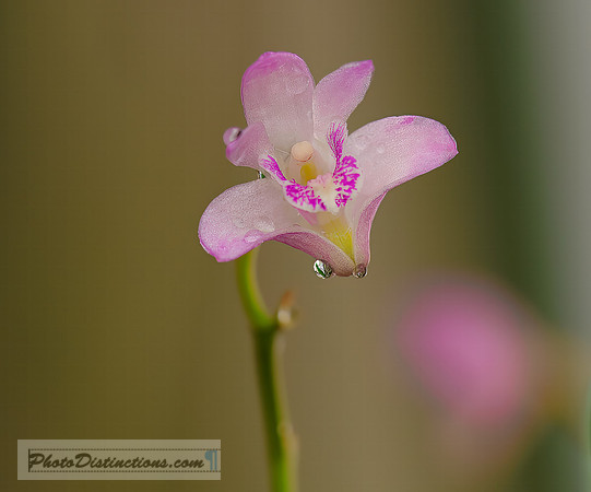 FLOWERS-11
