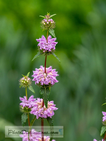 FLOWERS-42