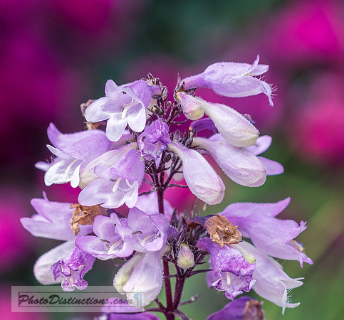 FLOWERS-44