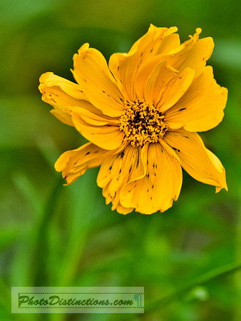 FLOWERS-38