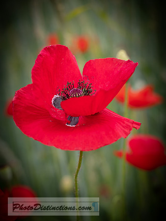 FLOWERS-46