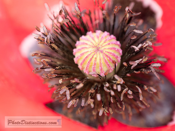 FLOWERS-47