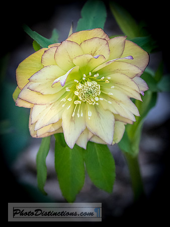 FLOWERS-34