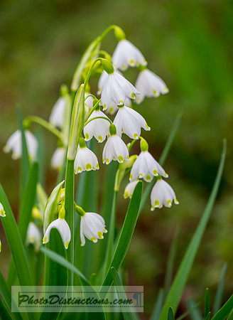 FLOWERS-33