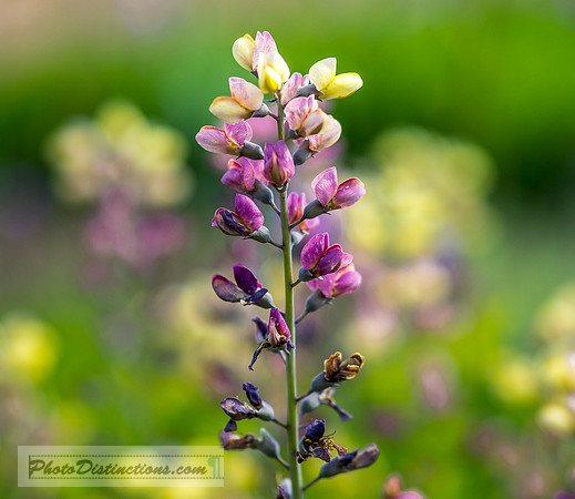 FLOWERS-43