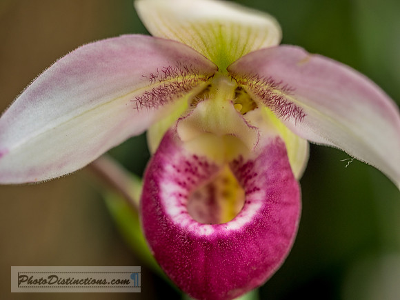 ORCHIDS-2