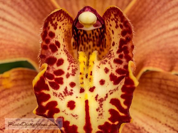 ORCHIDS-3