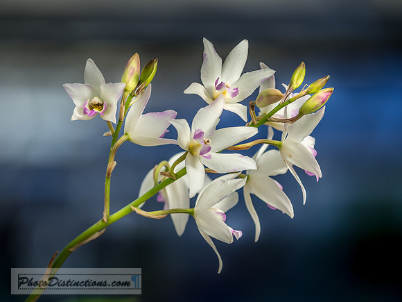 ORCHIDS-4