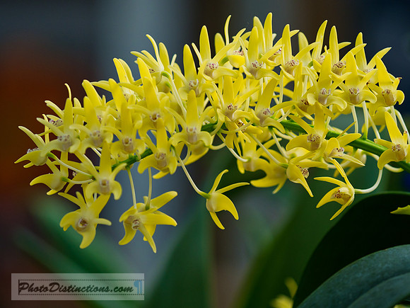 ORCHIDS-5