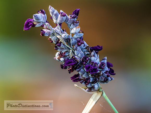 FLOWERS-49