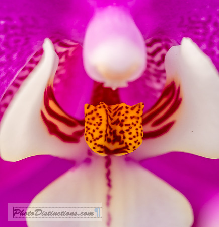ORCHIDS-7
