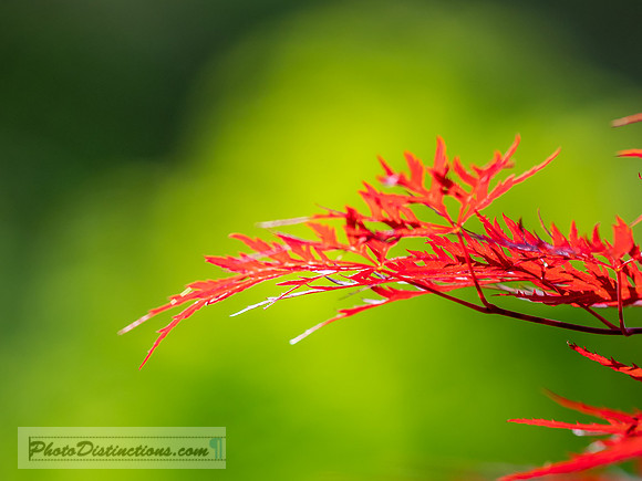 FLOWERS-50