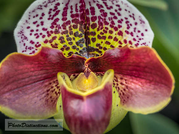 ORCHIDS-9