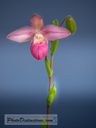 ORCHIDS-11