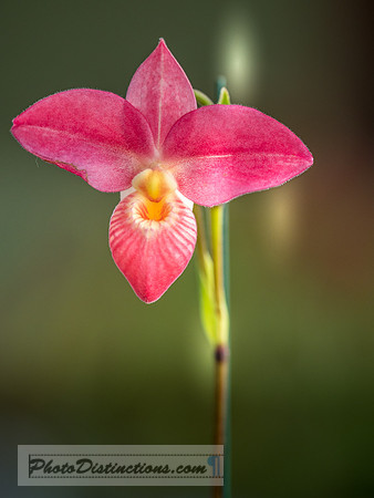 ORCHIDS-12
