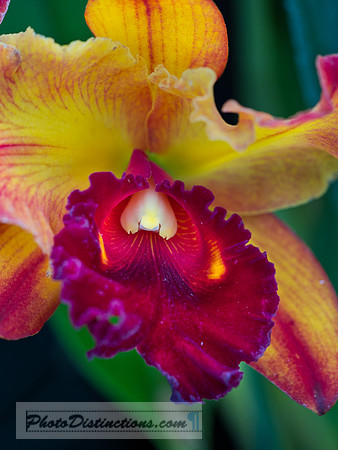 ORCHIDS-6