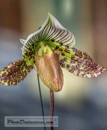 ORCHIDS-13