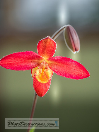 ORCHIDS-10