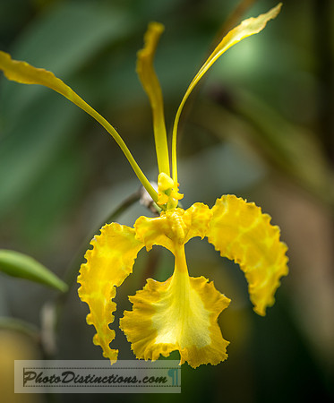 ORCHIDS-8