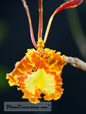 ORCHIDS-17
