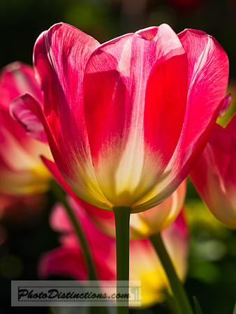 ORCHIDS-18