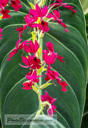 ORCHIDS-19