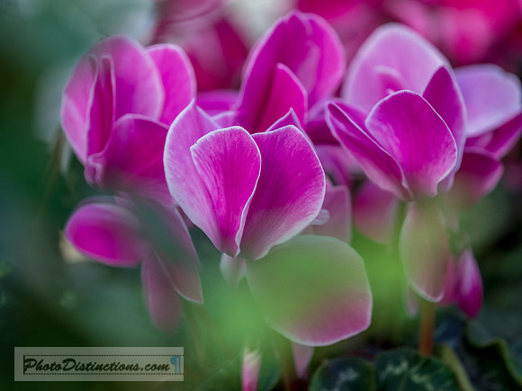 ORCHIDS-20
